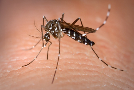 Chapecó tem quase mil casos de dengue em 2022