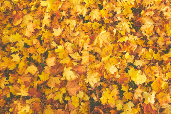 Foto: Pexels | Kadri Vsume | Ilustrativa