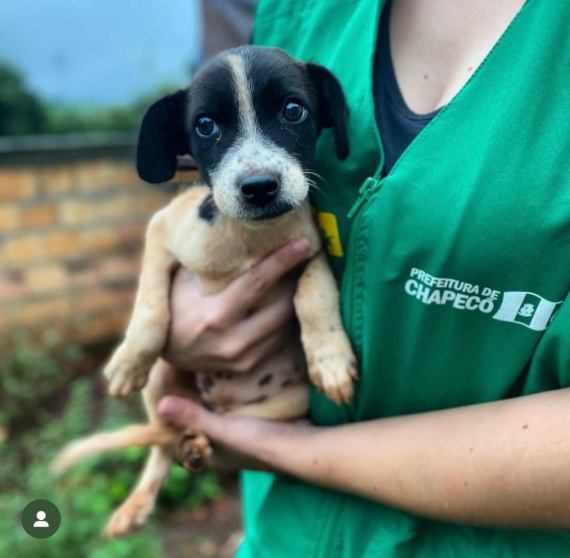 Prefeitura de Chapec�