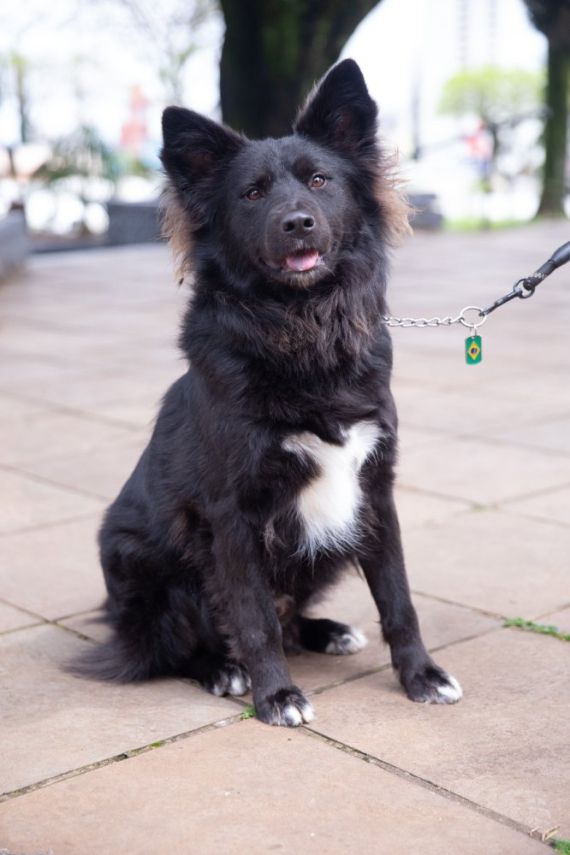 Prefeitura de Chapec�